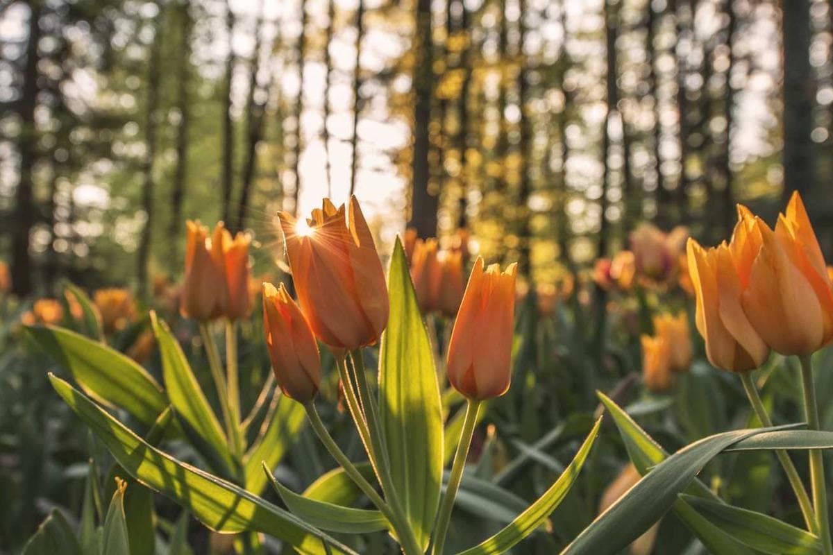 Ellington Villa Collection - Main View